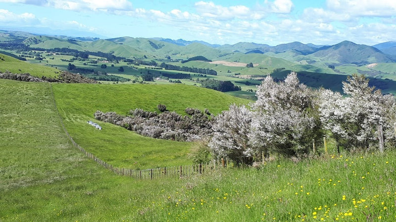 Weite Felder auf dem Anwesen von MGM in Neuseeland
