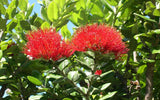 Pohutukawa Bluete