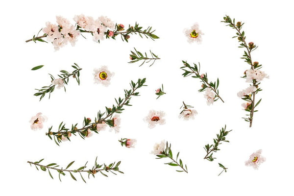 Manuka Honig FAQ's Titelbild