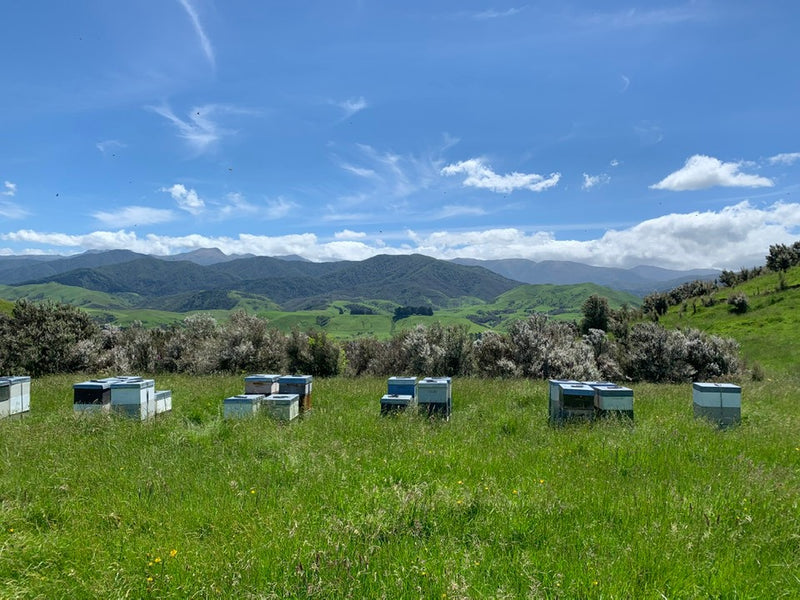 Neuseeland gruene Wiesen mit Honigkaesten