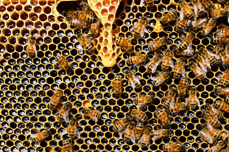 Manuka Honig Bienenwaben
